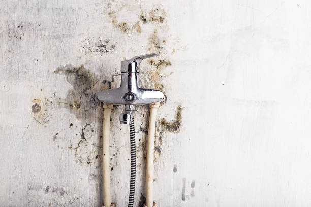 Best Mold Removal Specialists  in Sturgeon Bay, WI
