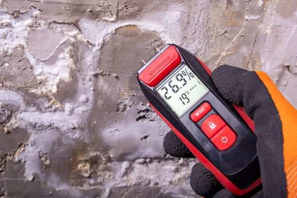 Best Mold Damage Repair  in Sturgeon Bay, WI