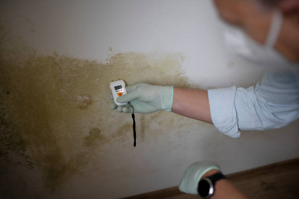 Mold Removal Process in Sturgeon Bay, WI