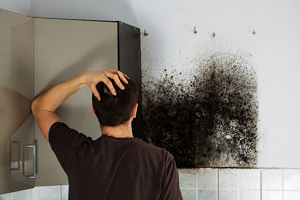 Best Commercial Mold Removal  in Sturgeon Bay, WI