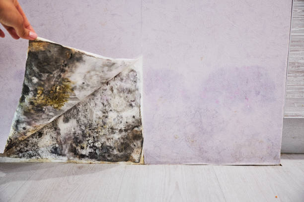 Best Toxic Mold Removal  in Sturgeon Bay, WI